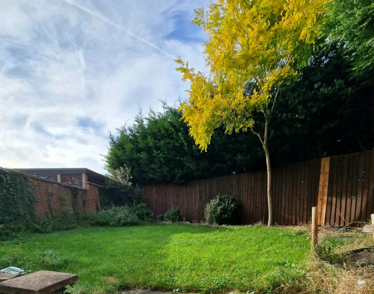 A stained fence along a lawn with a young tree